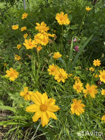 Многолетники цветы