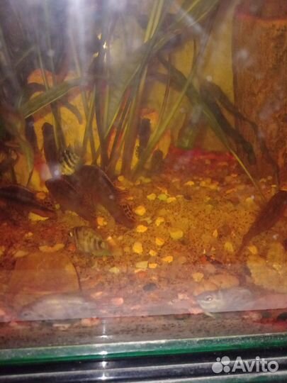 Отдам бесплатно