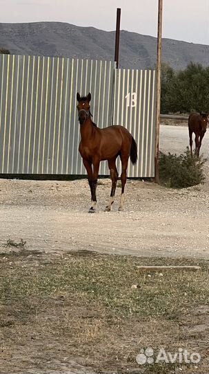 Кобыла с жеребенком