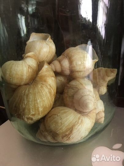 Декор раковины улиток