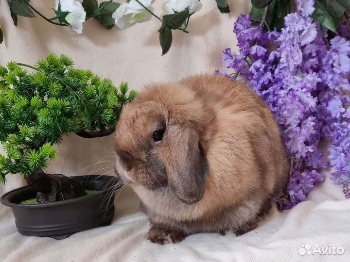 Вислоухий кролик, девочка тюрин