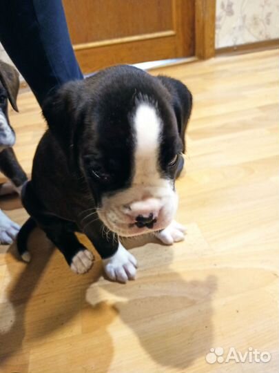 Продам боксер собака