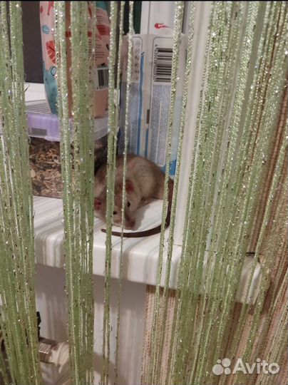 Декоративная крыса дамбо