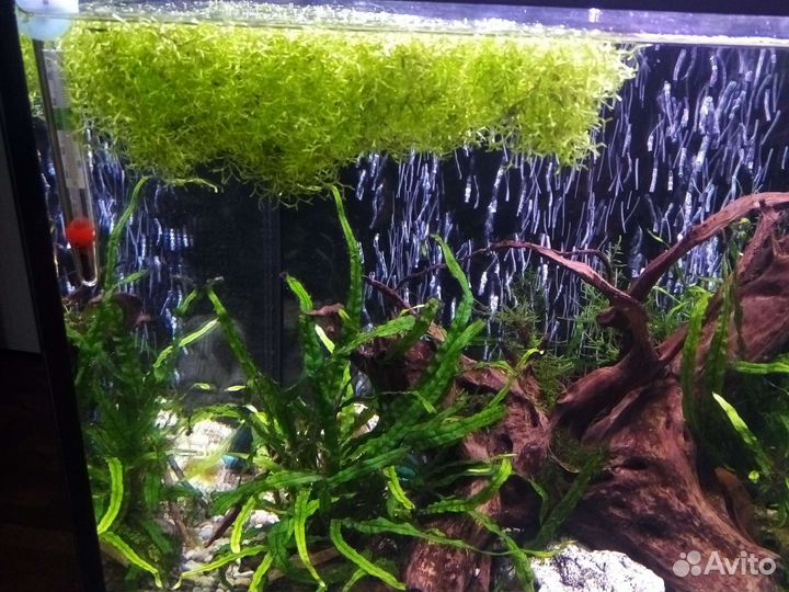 Анциструсы номерные, вуалевые