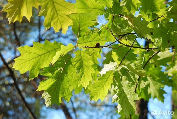 Дуб саженцы