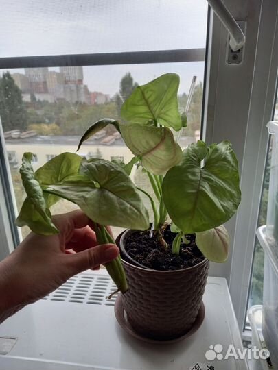 Комнатные цветы