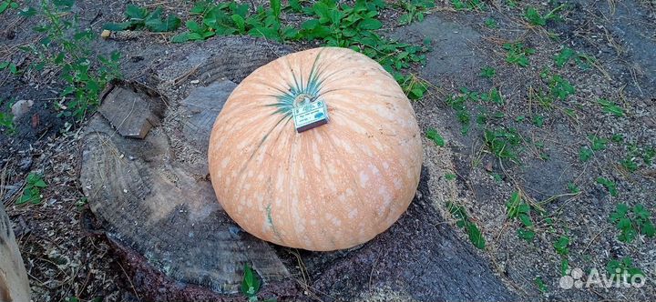 Тыква очень большая