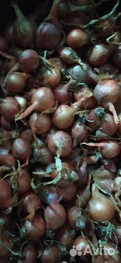 Лук семейный на посадку