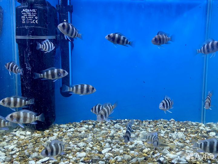 Продам малька франтоза бурунди