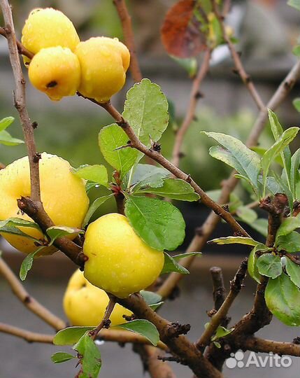 Айва японская саженцы, сорт Калиф