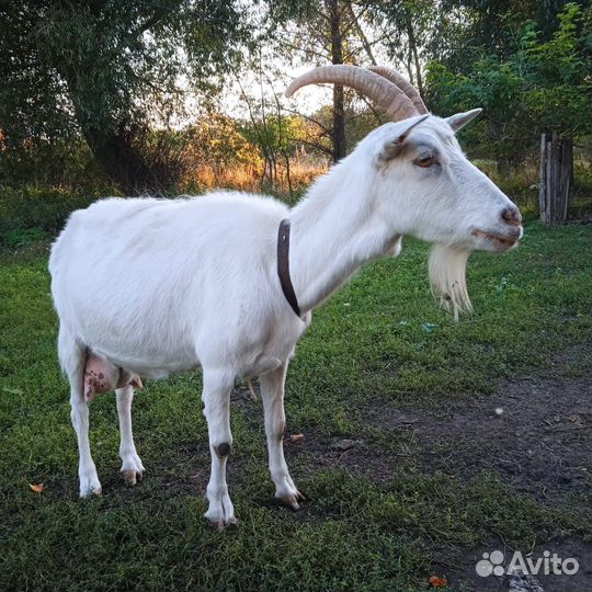 Зааненские козы