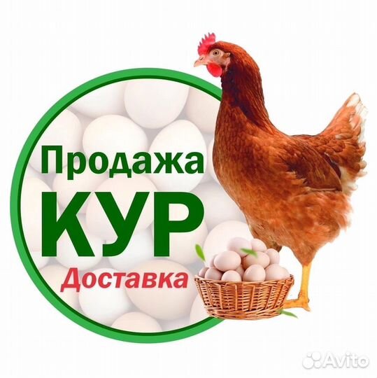 Куры молодки