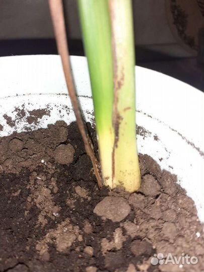 Финиковая пальма