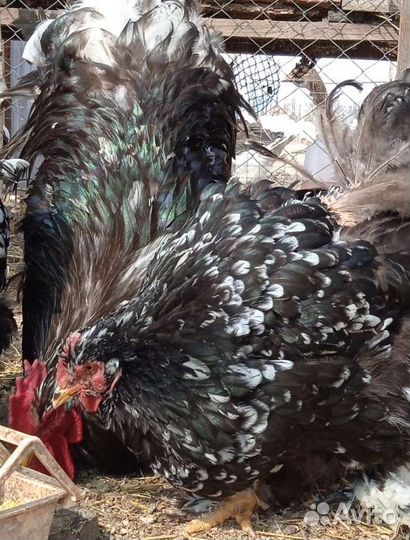 Инкубационное яйцо кохинхина