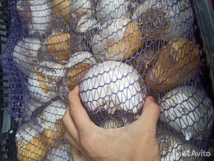 Аллиум Mount Everest (Маунт Эверест)