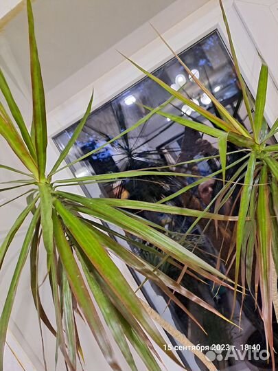 Драцена пальма маргината