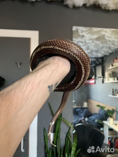 Калифорнийская змея