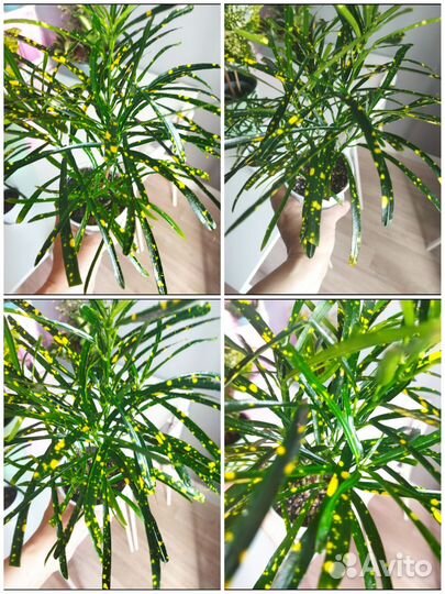 Кротоны взрослые и не только