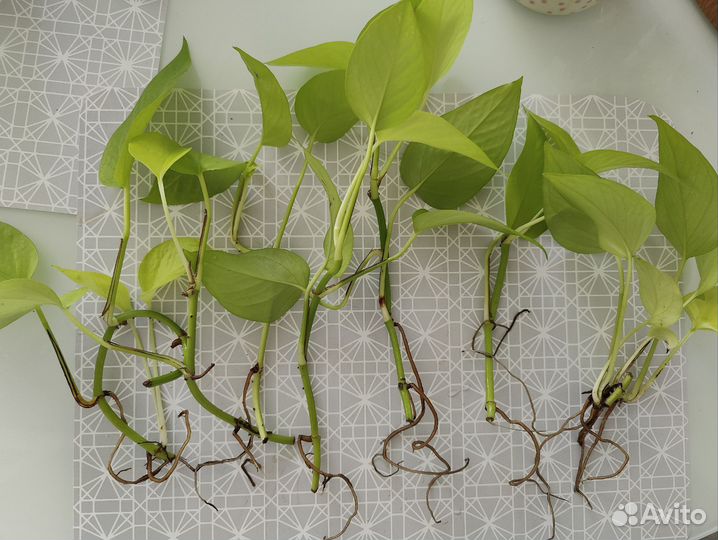 Сциндапсус неон