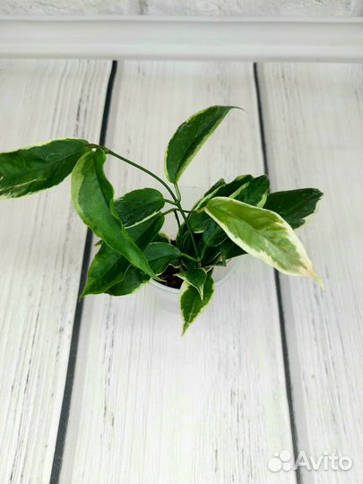 Хойи пахиклада альбомаргината, кенеджиана вар