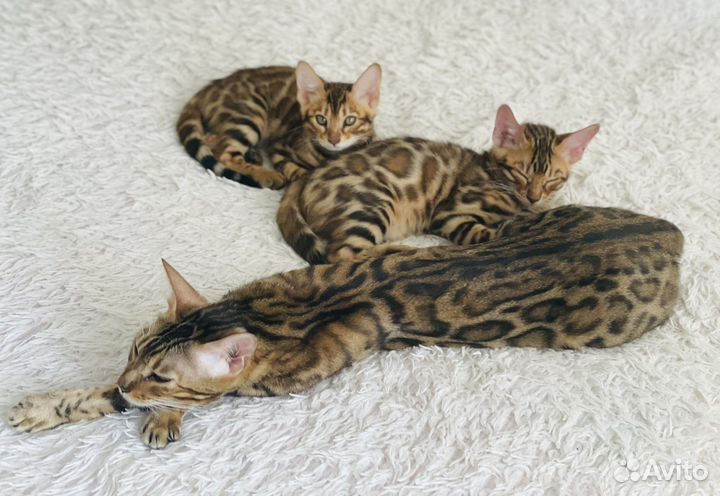 Бенгальская кошка