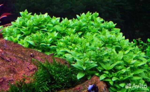 Стаурогин ползучий Аквариумные рыбки и растения