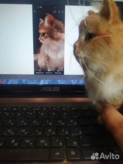 Копия вашего питомца по фото валяная игрушка