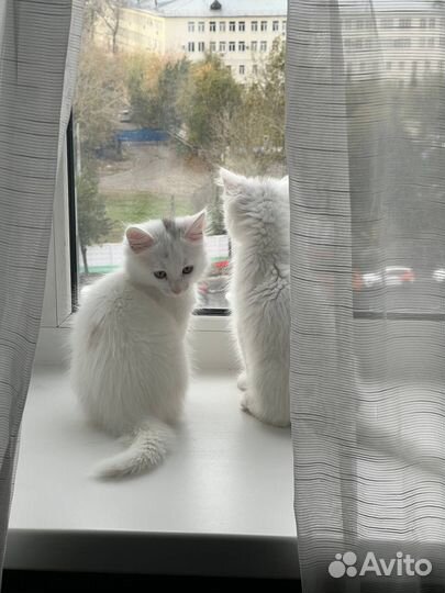 Котики в добрые руки