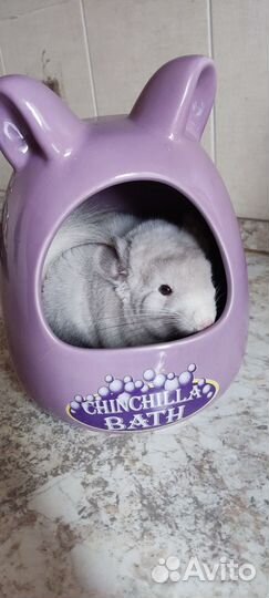 Шиншилла гомобежевый фиолет бархат