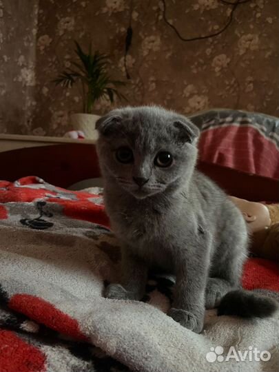 Шотландская вислоухая