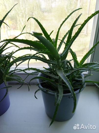 Алоэ лечебный