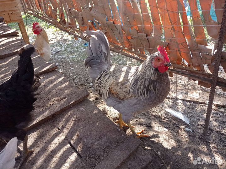 Молодые петушки