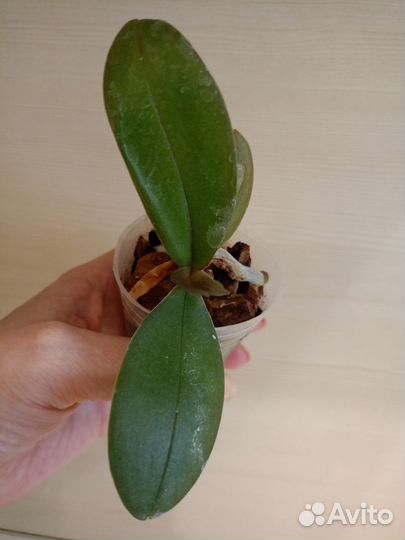 Орхидея фаленопсис