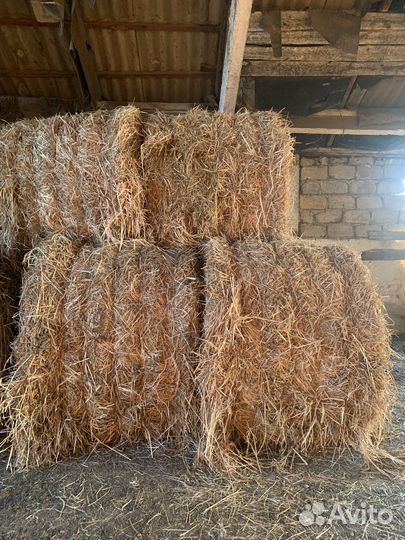 Сено разнотравье 2023г