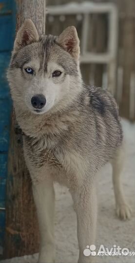 Щенки сибирской хаски