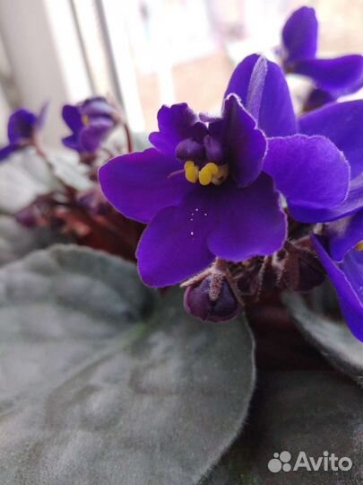 Сортовые фиалки в горшочках