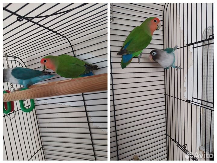 Неразлучники