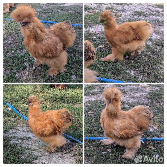 Петух китайской шелковой породы