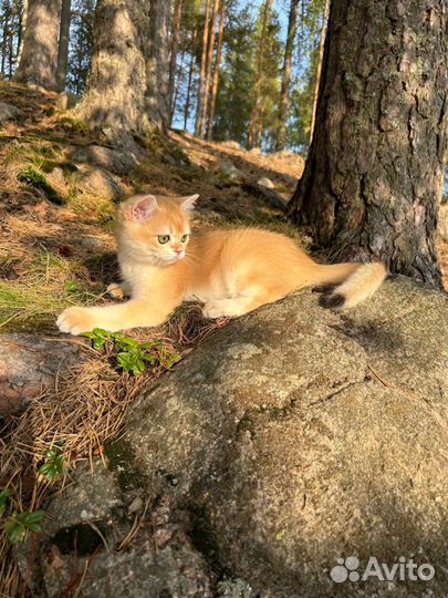 Золотая шиншилла ny12