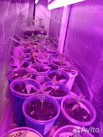 Рассада своя(перец сладкий, горький, томаты,др)