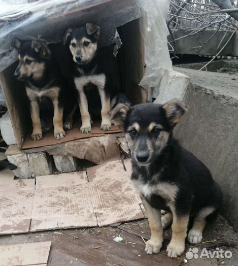 Мальчишкам и девчонкам нужен дом
