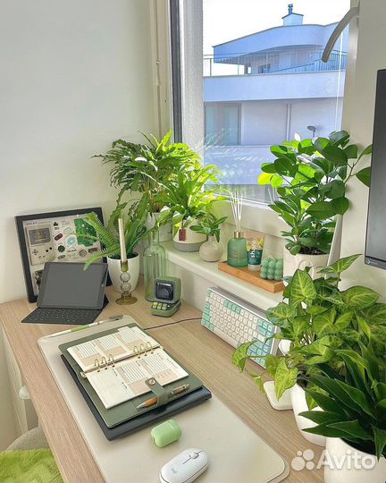 Репетитор по истории, обществу, праву, математике