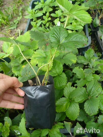 Рассада клубники