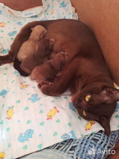 Бурманские котята