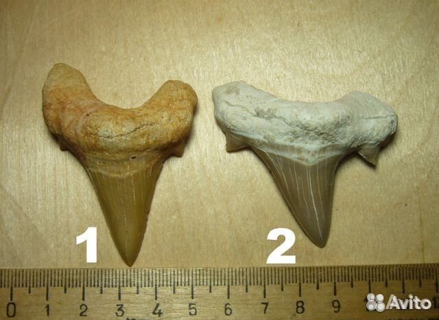 Зубы Otodus, Мегалодон, Squalicorax, копролиты