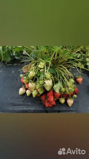 Консультации при выращивании клубники