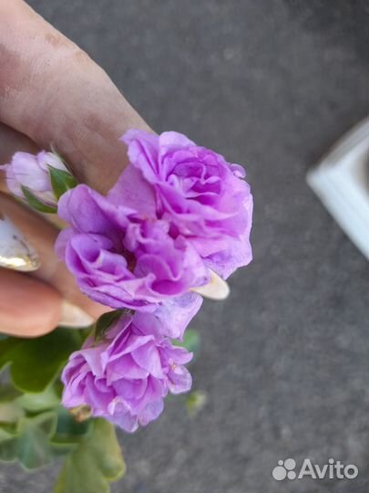 Герань пеларгония