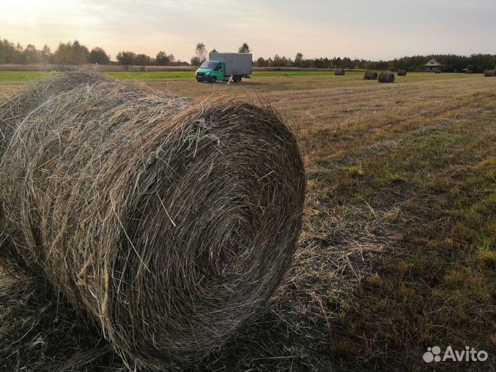 Сено в рулонах