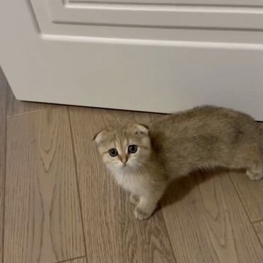 Гавана котёнок
