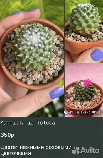 Редкие Кактусы Каланхоэ